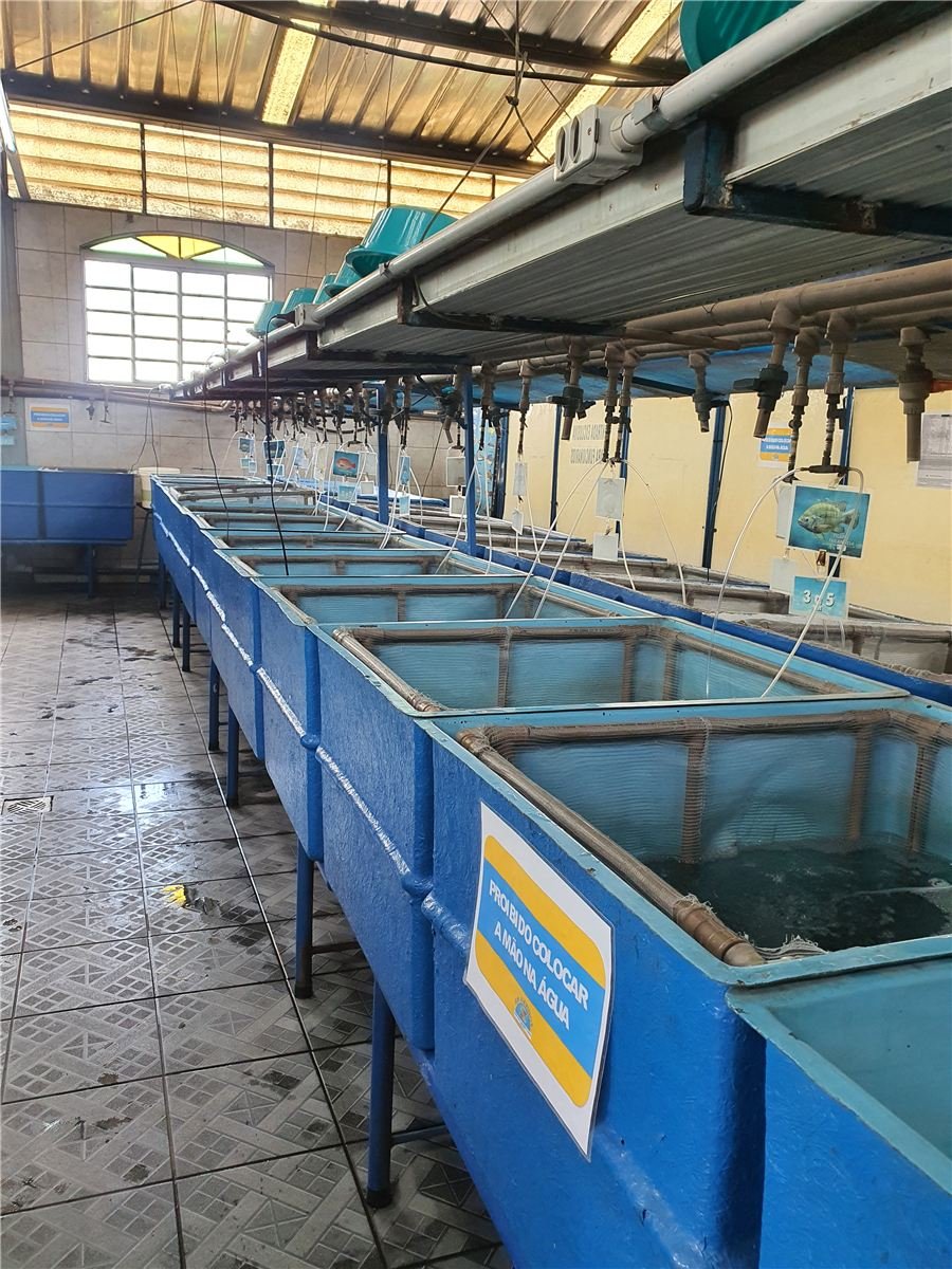 Estrutura interna GM Alevinos