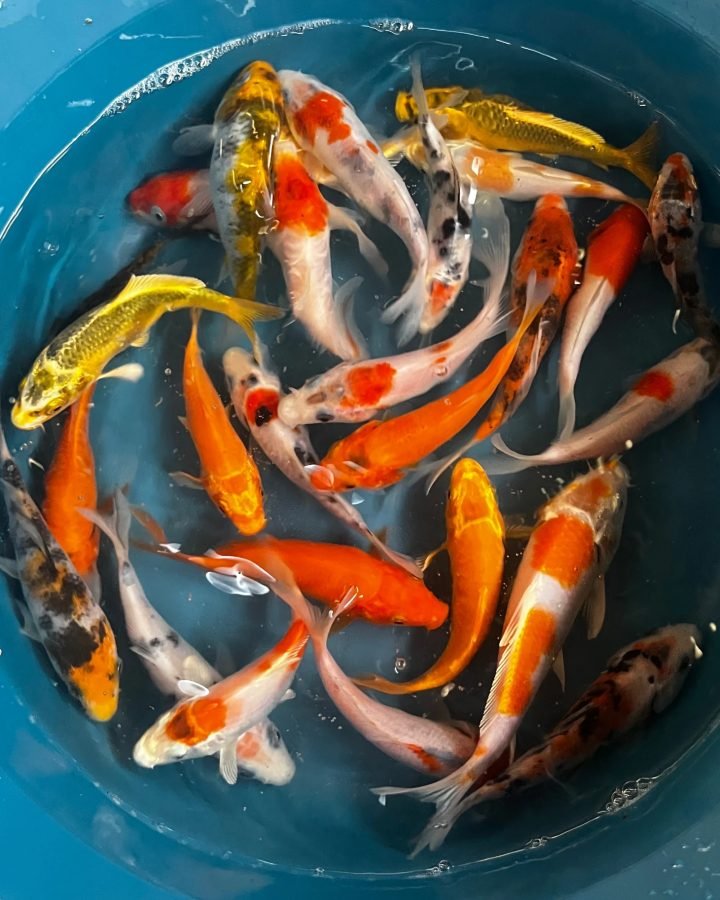 Peixes ornamentais coloridos